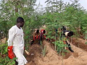 Hoffnung für Niger e. V. - Moringa-Anbau