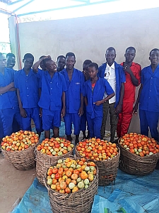 Hoffnung für Niger e. V. - Agrar-Ausbildungszentrum Tomatenernte