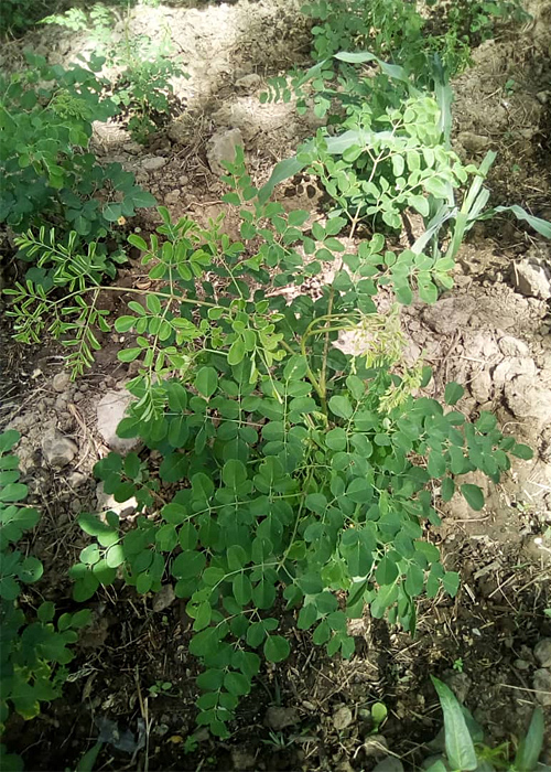 Hoffnung für Niger e. V. - Moringa oleifra-Pflanze