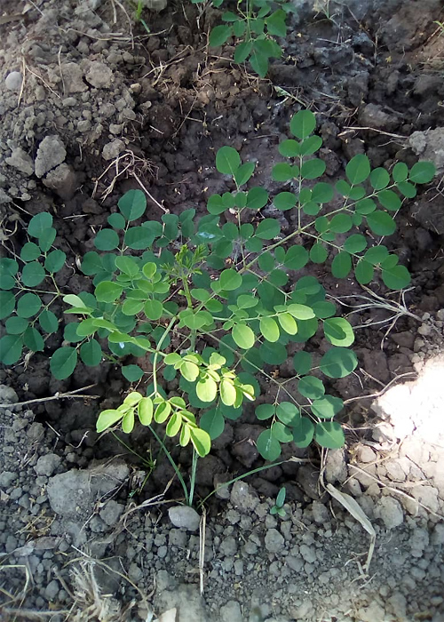 Hoffnung für Niger e. V. - Moringa oleifra-Pflanzee