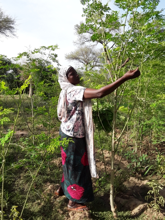Hoffnung für Niger e. V. - Moringa oleifra-Anbau
